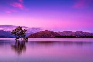 tree in the middle body of water HD wallpaper