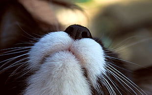 Cat,  Nose,  Black,  White HD wallpaper