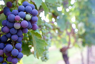 Close Up Photo of Grape Fruit HD wallpaper