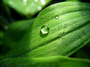 close up photo of green leaf HD wallpaper