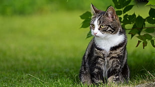 brown Tabby cat