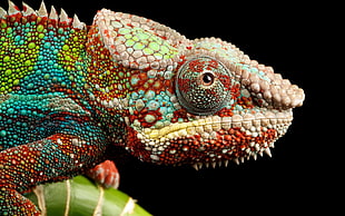 chameleon photography, animals, chameleons, colorful HD wallpaper