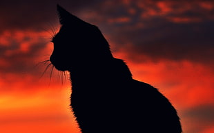 silhouette photography of cat, cat, silhouette, sunset, animals