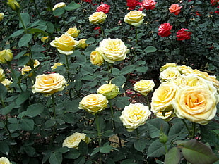 bed of yellow rose HD wallpaper