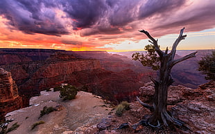 painting of bare tree on the top of hill, nature, landscape, sunset, canyon