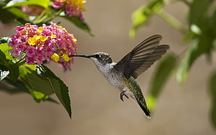 grey and white hummingbird