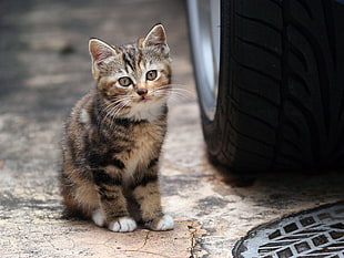 calico kitten, cat, animals, kittens, car HD wallpaper