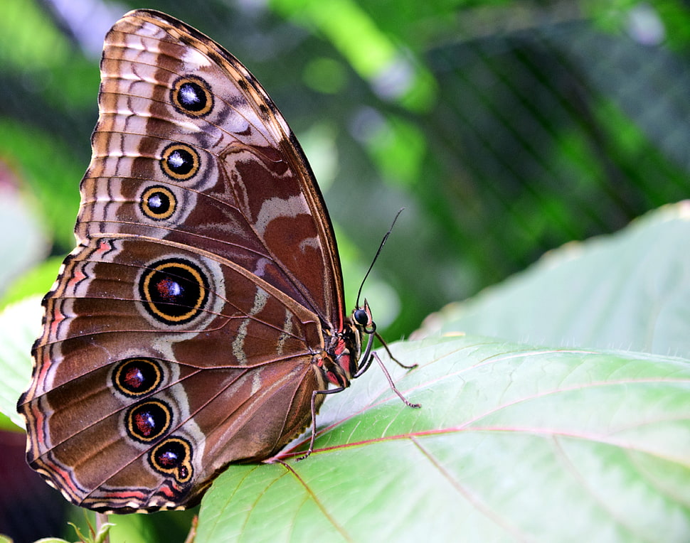 brown and white under winged butterfly during daytime HD wallpaper