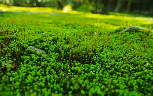 shallow focus photography of green grasses