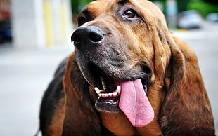 long-coated brown dog tongue's out