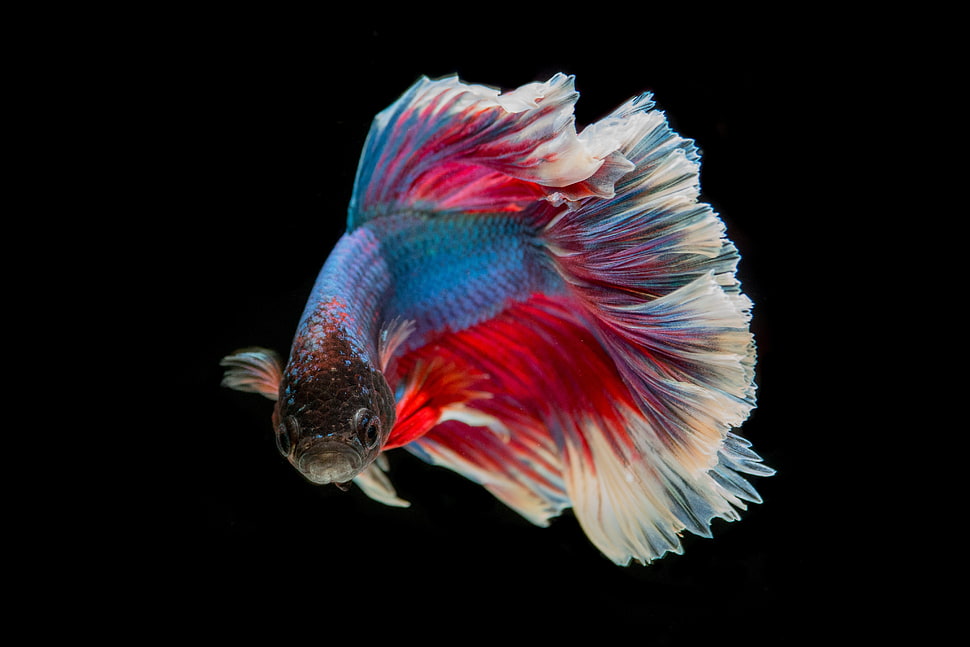 red and blue fighting fish HD wallpaper