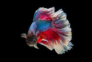 red and blue fighting fish