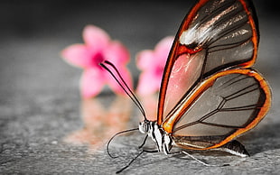 glasswing butterfly HD wallpaper