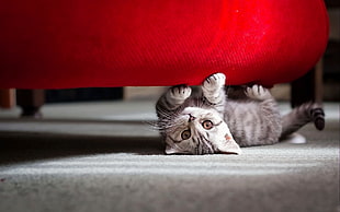 silver tabby cat under red fabric sofa