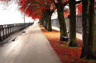 red leafed tree, trees, bench