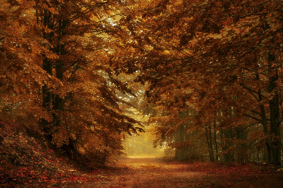 brown trees, fall, leaves, nature, forest HD wallpaper