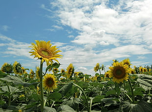 sunflower plants