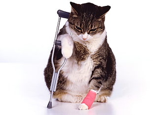 gray tabby cat holding underarm crutch