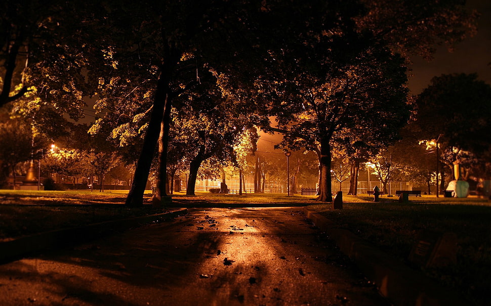 park at nighttime HD wallpaper