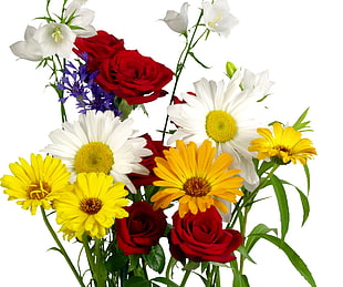 white, yellow, and red petaled flowers
