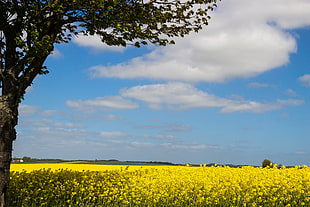 yellow flowers under cumulus clouds