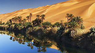 brown desert beside green trees digital wallpaper, palm trees, oasis, Sand Dunes, reflection