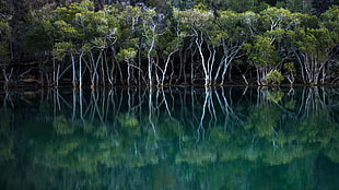 green forest on body of water during daytime