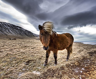 brown horse standing on dried grass during cloudy weather, iceland HD wallpaper