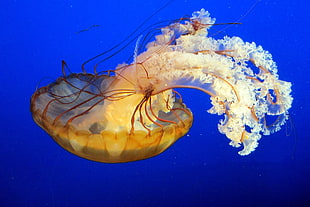 brown box jellyfish HD wallpaper