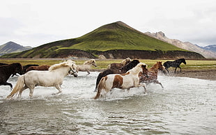 group of white, brown, and black horses, animals, water, landscape, horse