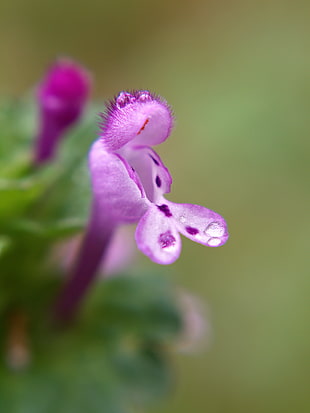 tilt-shift view of purple Beardtongue flower