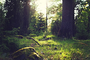 landscape photo of grasses under trees HD wallpaper