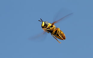 yellowjacket wasp, insect, bees HD wallpaper