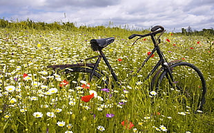 step-through bicycle on bed of flowers
