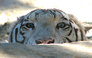 face of a white Tiger close-up photo