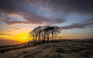silhouette of bare trees on grass field during orange sunset