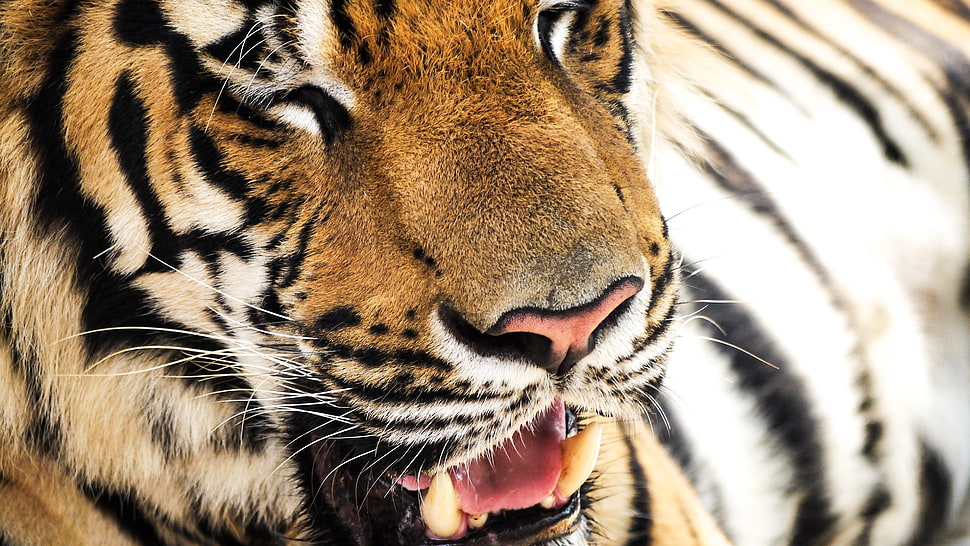 yellow Tiger showing teeth during daytime HD wallpaper
