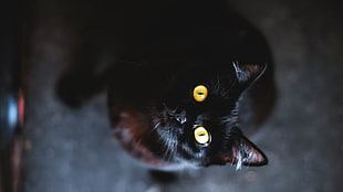 black cat, cat, animals, looking up HD wallpaper