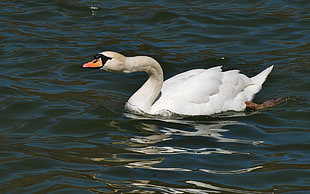 close photography of Tundra Swan near body of water during daytime