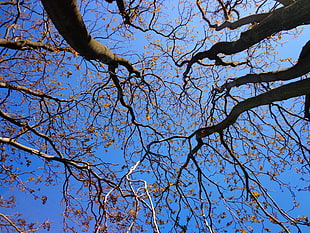 low angle view of a withered tree HD wallpaper