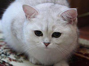 white cat macro photography