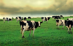herd of black-and-white cow, cow, grass, animals HD wallpaper
