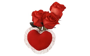 red roses photography