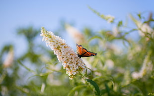 Monarch butterfly perched on white clustered flower HD wallpaper