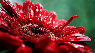 macro photography of red flower HD wallpaper