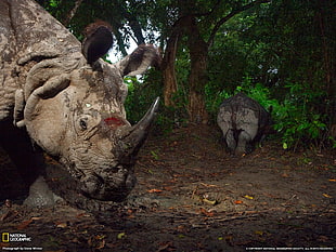 wounded rhinoceros, rhino, animals, National Geographic HD wallpaper