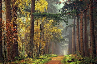 green leafed forest trees
