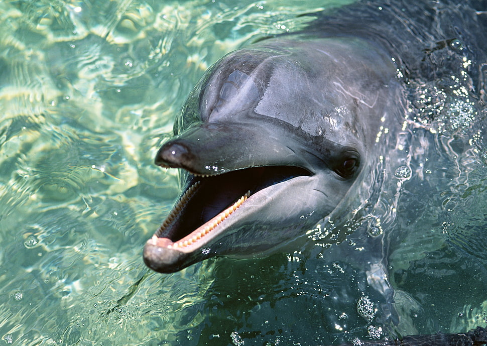 Dolphin on the surface of the water HD wallpaper