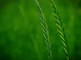 shallow focus photography of green grass HD wallpaper