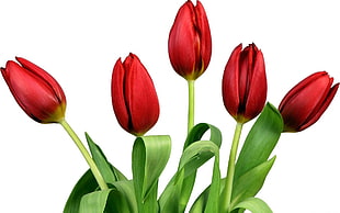 red Tulip flowers in closeup photography